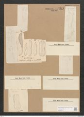 Amphiprora paludosa var. punctulata Grun. (de-Toni-Nr.: Genus 29, Species 1316) Zeichnungen Sammlung Grunow Nr. 2541 (NHMW-BOT-W0369712)